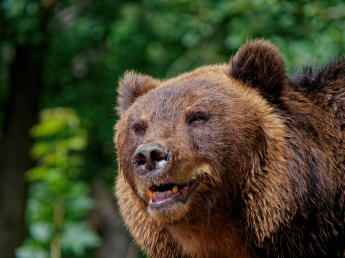 Онлайн- игра "Хозяин леса- медведь"